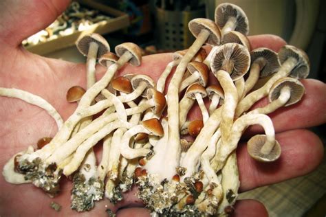 Psychedelic Fungi: The Diversity of Magic Mushroom Spores on eBay